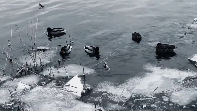 VID 20221124 201016 У фьорда 1894 (К. Бальмонт)...Павел Васильев Лахтинский смотреть онлайн