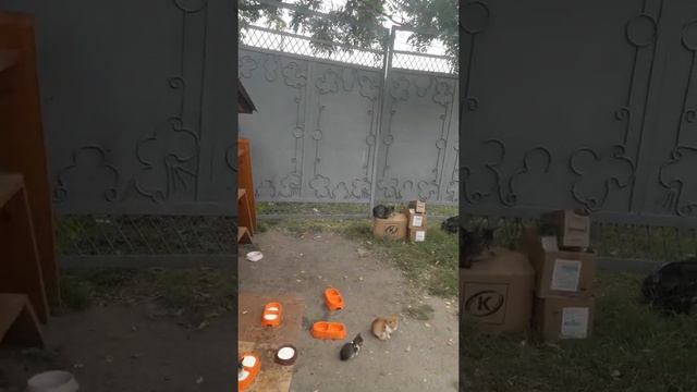 НАДТЕРЕЧНОЕ(КОШКИН ДОМ) смотреть онлайн