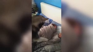 Домашние приколы, приколы в доме, приколы в семье, домашние животные