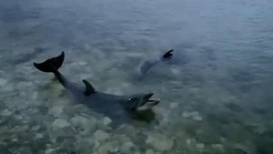 В Севастополе началась операция по спасению четырех дельфинов