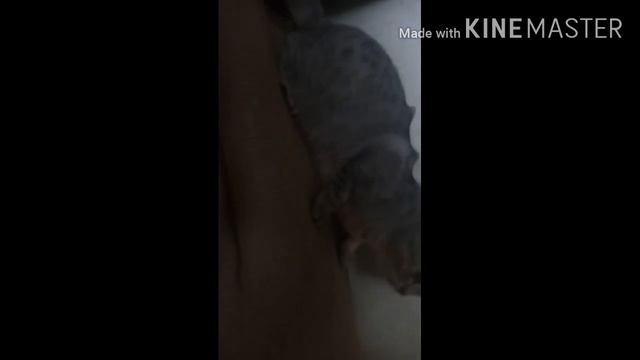 КОТ ЗАЛАГАЛ / ЗАНИЖЕНЫЙ КОТ,  КАК ПРИОРА У МАГАММЕДА смотреть онлайн