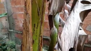 Mostrei algumas plantas lindas+ como faço vaso com palha de bananeira.