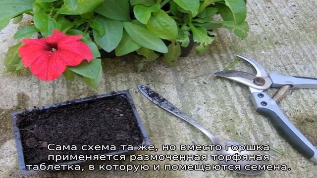 Петуния Тайфун — описание сорта смотреть онлайн