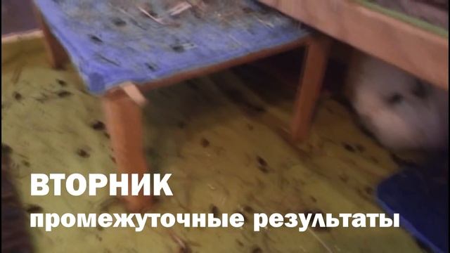 Морские свинки одни 3 дня / ЭКСПЕРИМЕНТ смотреть онлайн