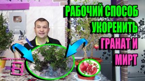 ЛУЧШИЙ СПОСОБ РАЗМНОЖЕНИЯ ГРАНАТА И УКОРЕНЕНИЯ МИРТА В ТАБЛЕТКАХ. ЭКЗОТИКА НА ПОДОКОННИКЕ 22-3