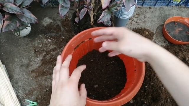 Псевдерантемум Темно-багряный: посадка укорененных черенков, перевалка взрослого растения