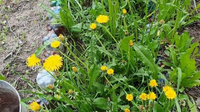Огород зарос одуванчиком!?Пропалываю междурядья ЭТИМ!?Саймон поймал гусеницу.?