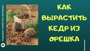 Посадка кедровой сосны (Кедра). 1 часть. Стратификация.