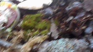 ДРЕВЕСНЫЕ УЛИТКИ | КАРАКОЛУСЫ |