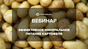 ВЕБИНАР: МИНЕРАЛЬНОЕ ПИТАНИЕ КАРТОФЕЛЯ