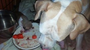 11 дней, слепой щенок амстаффик интересуется маминым завтраком:))