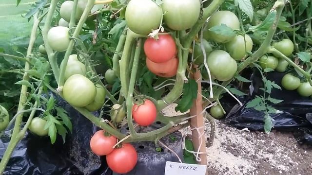 Томат "Малиновая мечта". Урожай 2019 года.