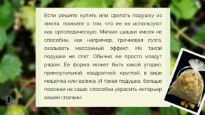 Подушка из хмеля. Польза или вред?