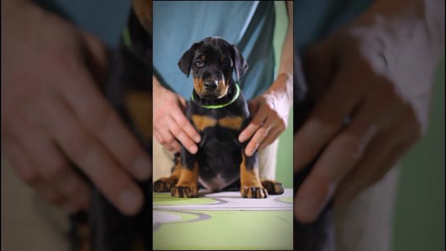 Щенок добермана ищет семью (Available Doberman Puppy) #доберман