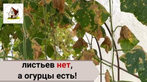 Пожелтели листья на огурцах. Огурцы есть и будут!