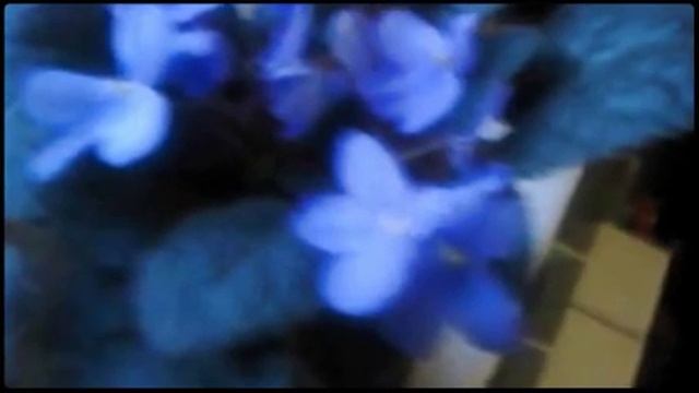 Презентация цветы смотреть онлайн