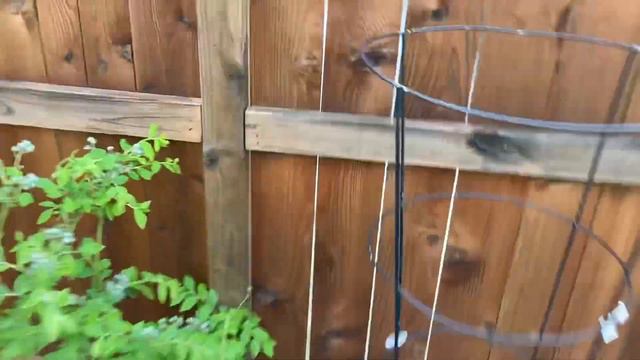 First Full Garden Tour, May 5, 2021 смотреть онлайн