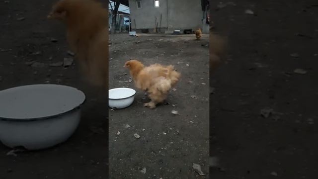 Кохинхин палевый 5 месяц смотреть онлайн