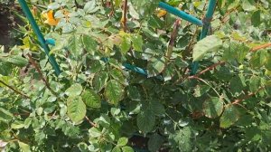 ПОМОГИТЕ СПАСТИ МОЮ РОЗУ.  Почему стали сохнуть и отмирать верхушки побегов у розы?