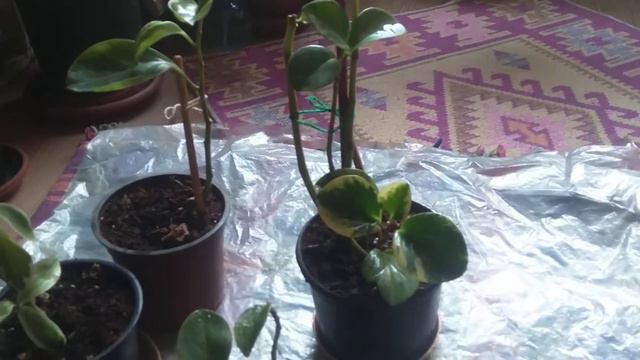 Zümrüt Dalgası - Peperomia Obtusifolia Bakımı ve Üretimi смотреть онлайн