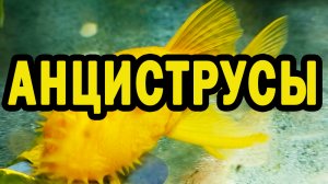 Анциструсы. Содержание и разведение.
