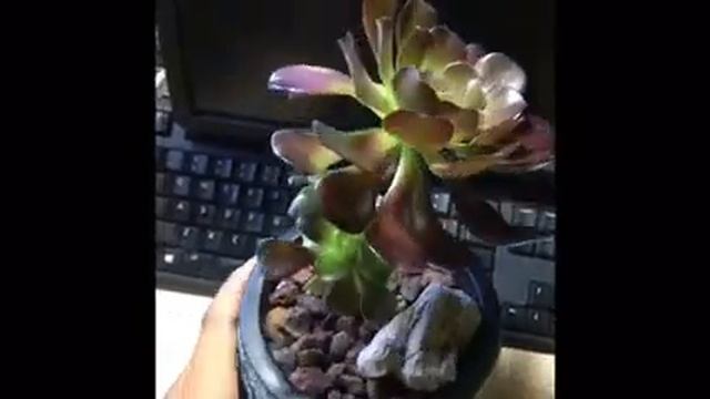 Sen Đá cổ Thụ смотреть онлайн