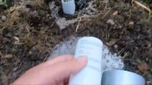 Метод борьбы с мокрицами и двухвостками на огурцах в теплице