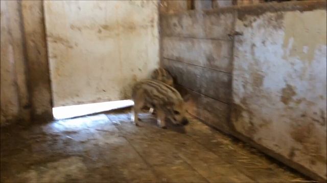 Кармалы (вьетнамская свинья+мангалица) смотреть онлайн