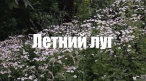 Летний луг. Кузнечики и  пение птиц. 1 час для релакса