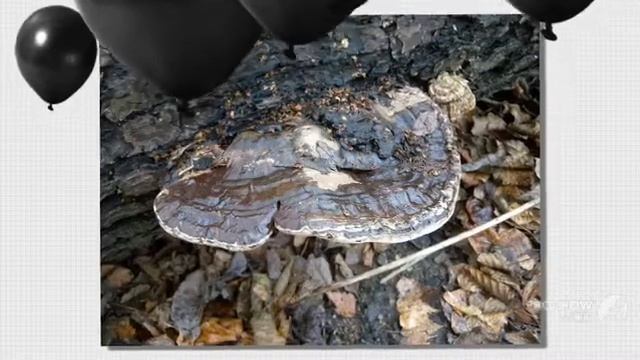 Ganoderma lipsiense - fungi kingdom смотреть онлайн
