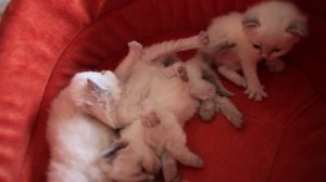 Котята. Невская маскарадная порода кошек. Питомник "Акатава". 1