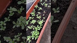 Рассада астр / Заболевание астр / Всходы астр из домашних семян / Астры в теплице выздоровели