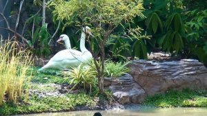 Парки Бангкока: цветы и птицы. Bangkok parks: flowers and birds