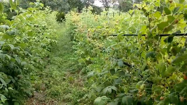 Малина на моей даче. Сбор ягоды. Raspberry on my dacha. Picking berries. смотреть онлайн