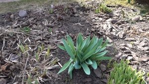 ПОДКОРМКА ВЕСНОЙ гортензий, роз и других растений