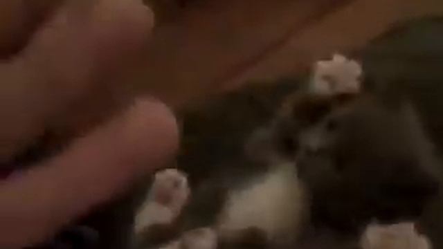 Пугливый кот смотреть онлайн