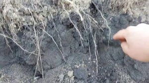 Кукуруза 2021. Корни и уплотнение почвы. Осмотр кукурузы.