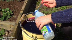 СРОЧНО ПОДКОРМИТЕ КЛУБНИКУ ЭТИМ СРЕДСТВОМ ВЕСНОЙ!В 3 РАЗА БОЛЬШЕ УРОЖАЙ!