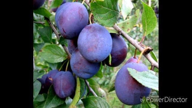 Shlaklar va zararli moddalardan xalos búlamiz / sabzi,qatiq,tarvuz,olho`ri,ko`k choy,zardob смотреть онлайн