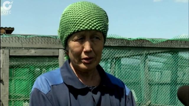 Фазан - специальный, для охотников. В нашей области есть хозяйство, где выращивают таких птиц смотреть онлайн