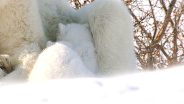 Cute Baby Animals - The Ultimate Compilation Of Cute Baby Animals Moments With Gentle Relaxing Musi смотреть онлайн