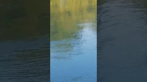 Рыбалка карася и сома на шелковицу