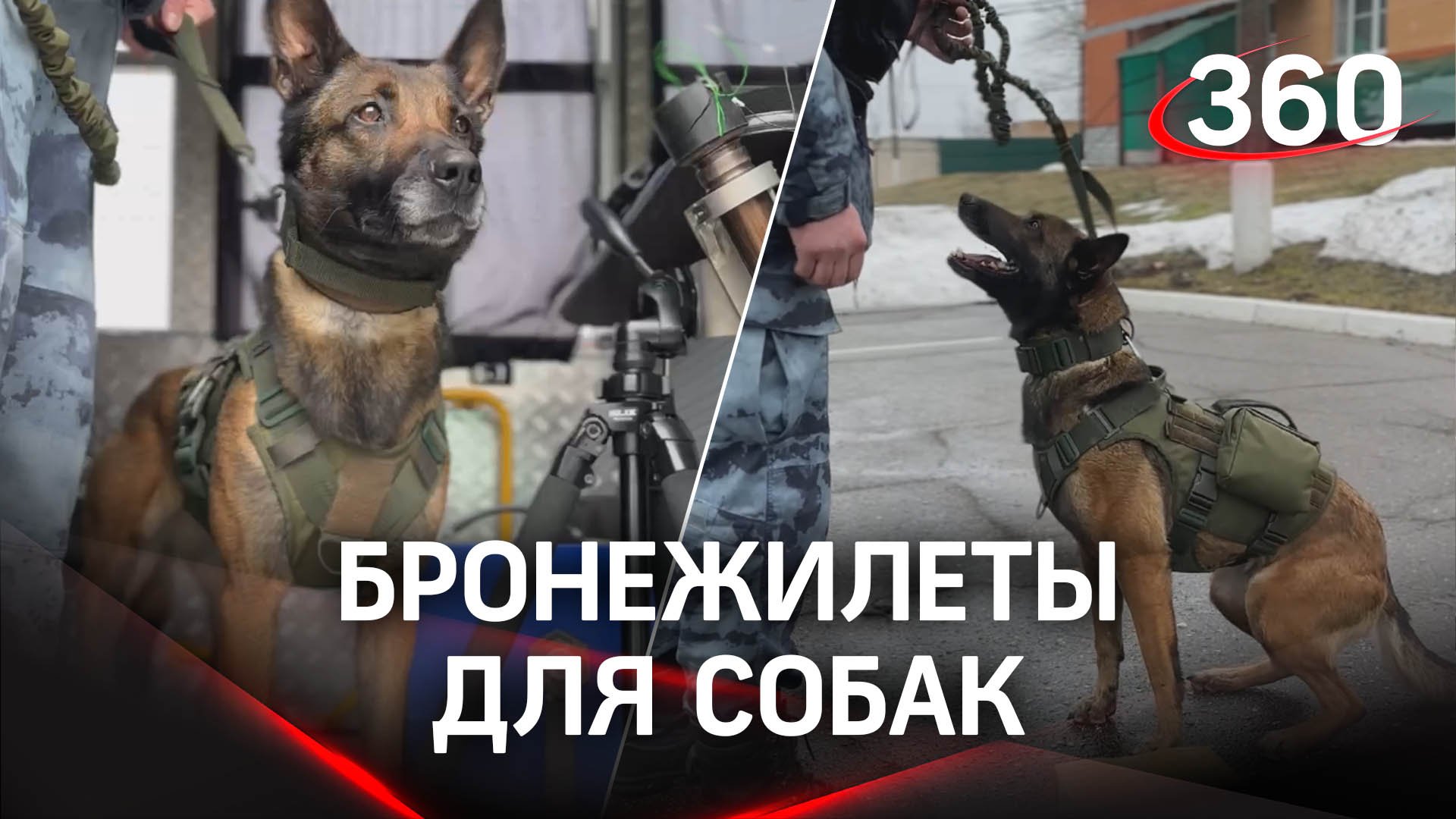Кинологи ОМОН «Русич» подарили своим собакам защитные бронежилеты