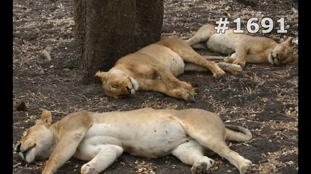 #1691. Львы (В мире животных) смотреть онлайн