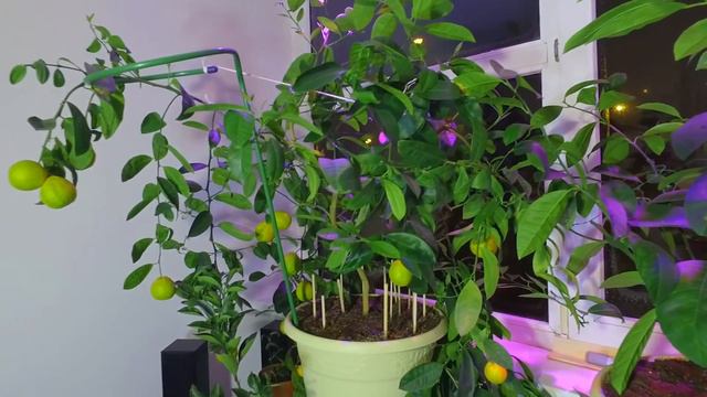 Мои цитрусы смотреть онлайн