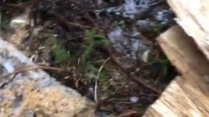 Пилю валежник.