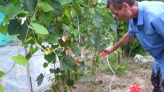 Применение СОДЫ на винограднике. Обработка. Профилактика от МУЧНИСТОЙ РОСЫ. смотреть онлайн