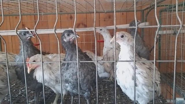 Несушка с голубым яйцом Силверудд Блу