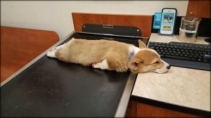 смотреть приколы про животных до слез