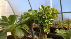 Эониумы: головы долой! Обрезка и формирование